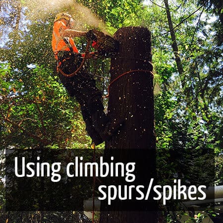 How to use tree climbing spurs/spikes 