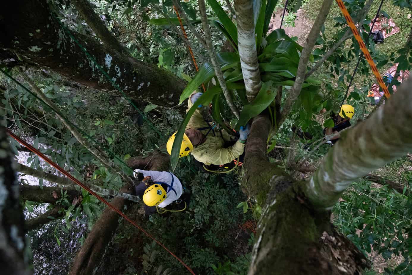 ClimbingArborist Blog - Training in the tropical rainforest