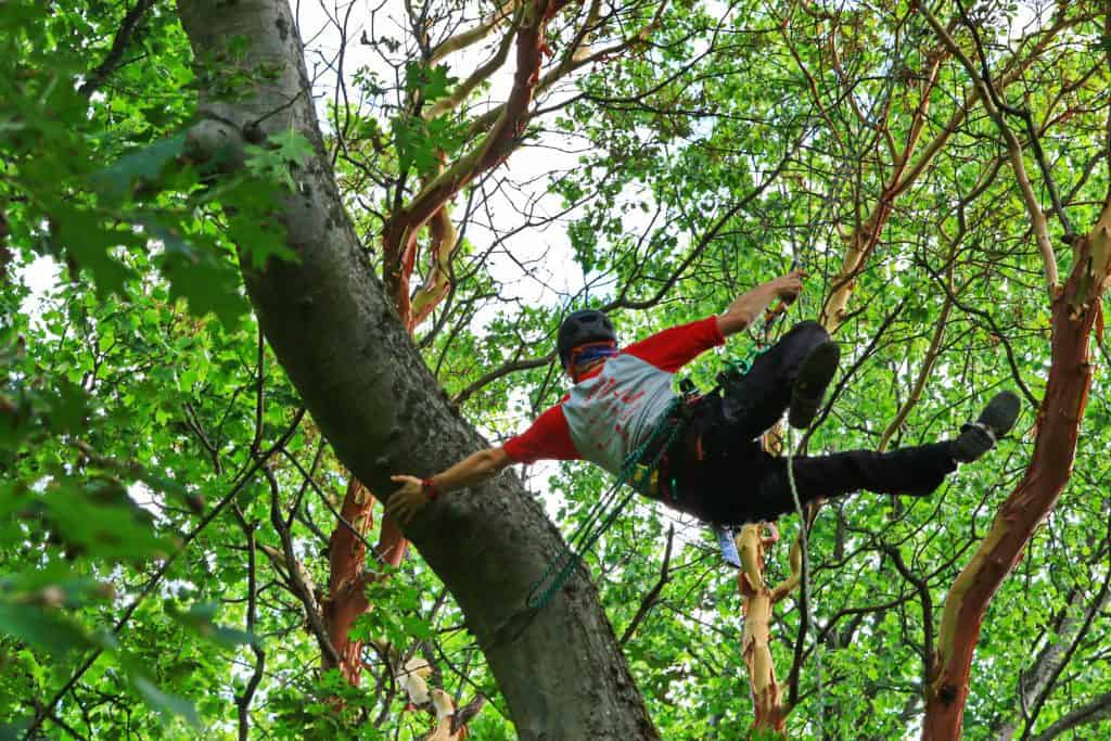 best practices for rigging in arboriculture pdf