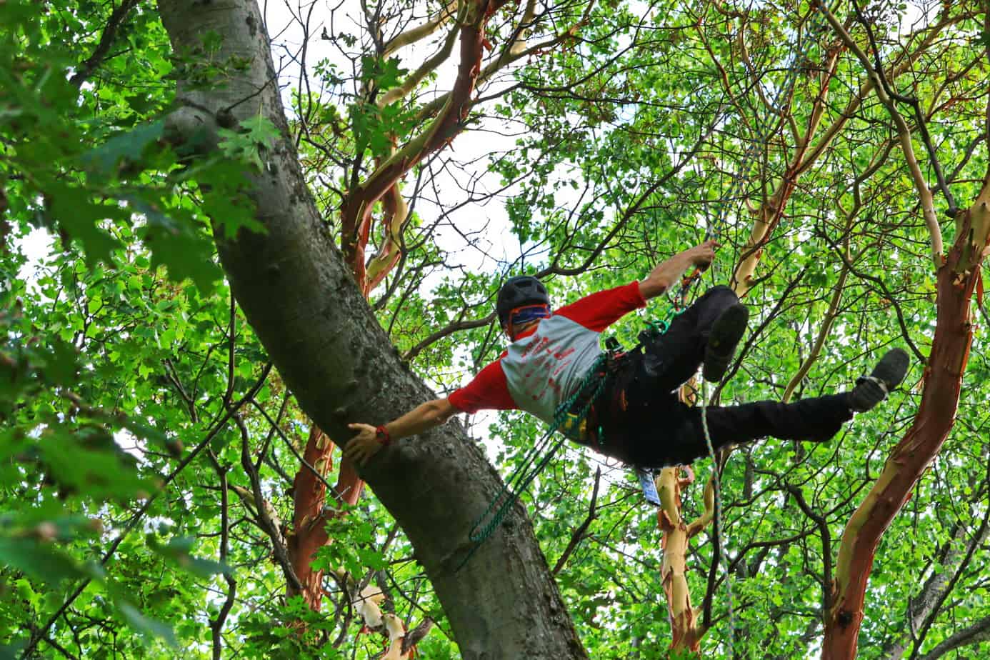 Tree climbing