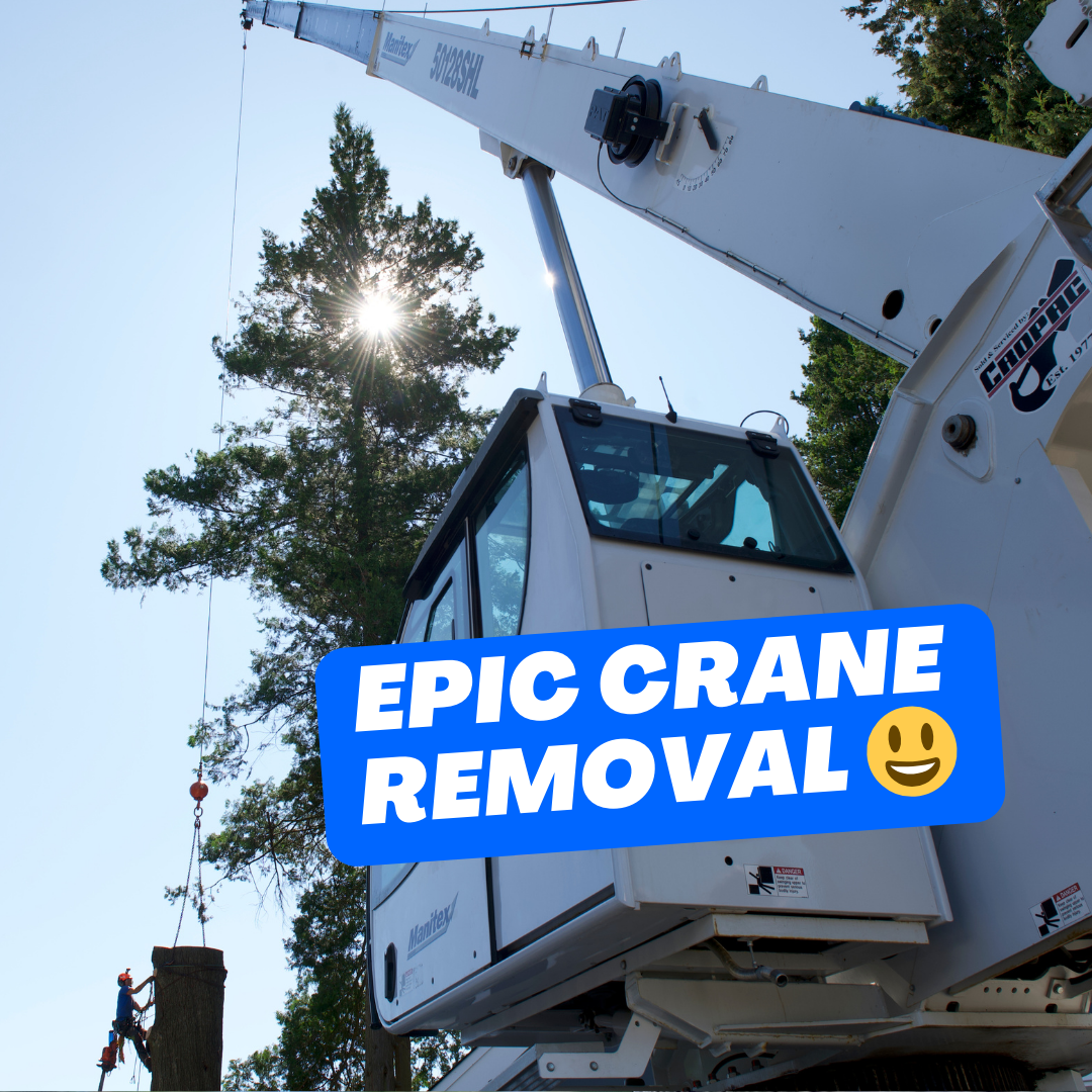 Epic crane removal ClimbingArborist.com