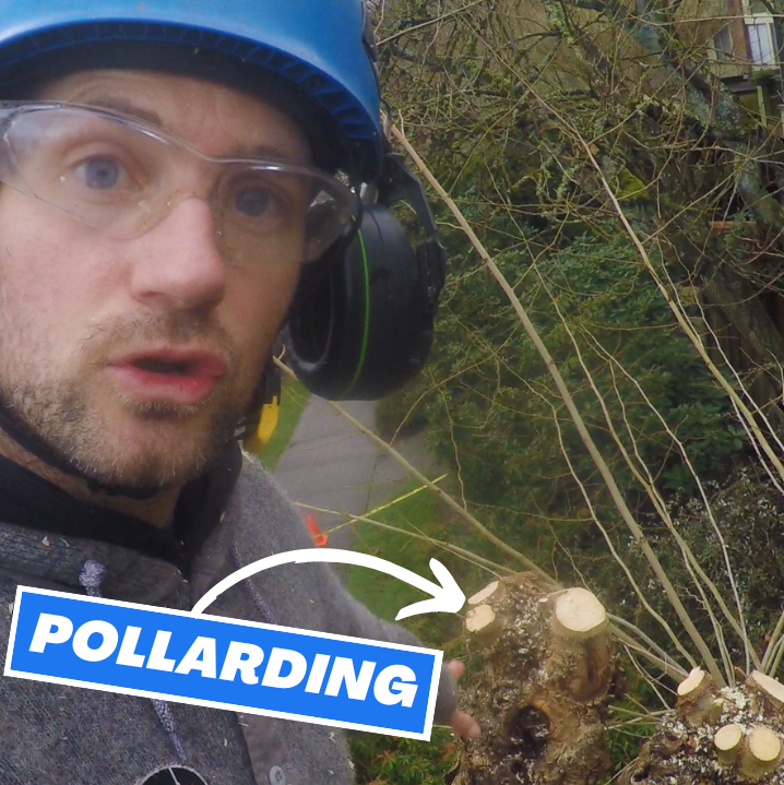 Pollarding trees - ClimbingArborist.com